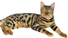 The woman began breeding bengal cats in about 2012, but they began to stink. (Photo / File)