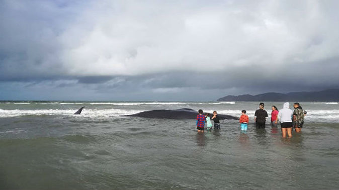 People gather at Mahia Beach where a large whale died after becoming stranded. (Photo: Roger Foley/NZ Herald)