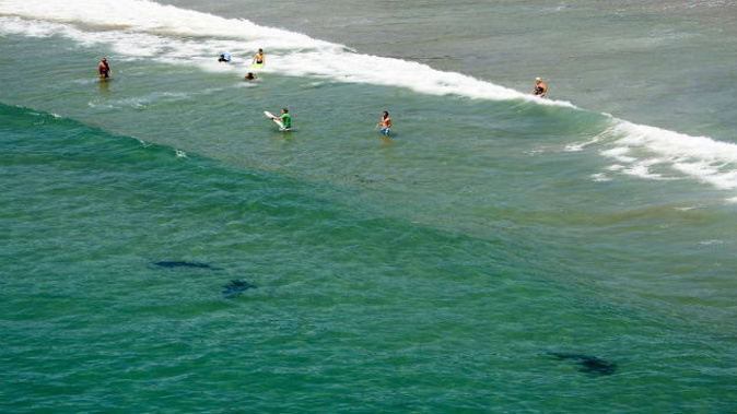Matarangi Beach was yesterday again the focus of a shark sighting after numerous sightings like this one in 2011. (Photo: Paul Estcourt)