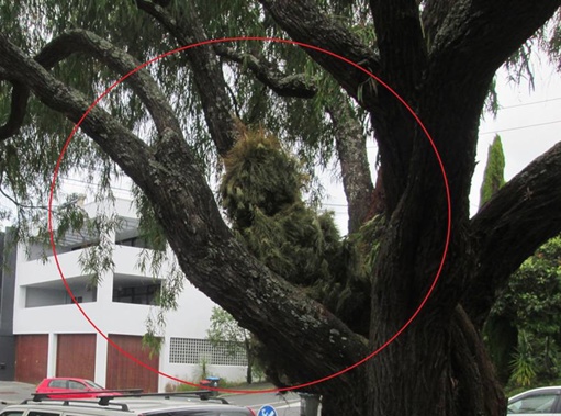 Return from whence you came: Auckland Council has asked people not to dump their Christmas trees up other, bigger trees like this one from last year. (Photo / Supplied)