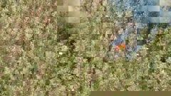 Smoke rises from the site of a plane crash in Costa Rica. (Photo / AP)