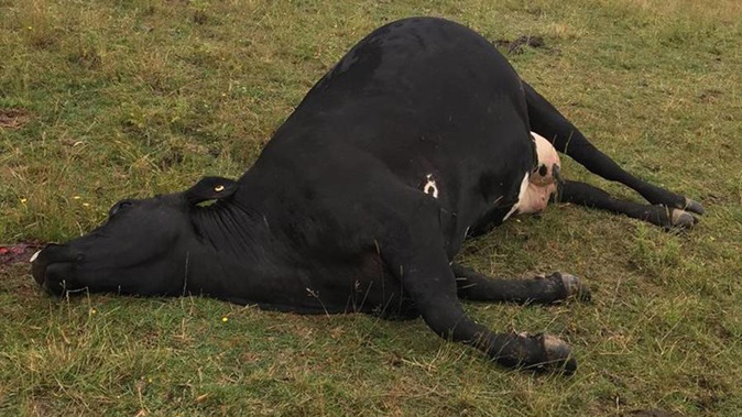 Otago farmer Jim Adam had two cattle beasts shot and killed on his property in a case that police fear is linked to other killings in the area. (Photo / Supplied)