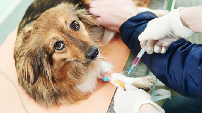 VetLife is one of the largest vet organisations in the South Island employing 140 people. (Picture / 123rf)