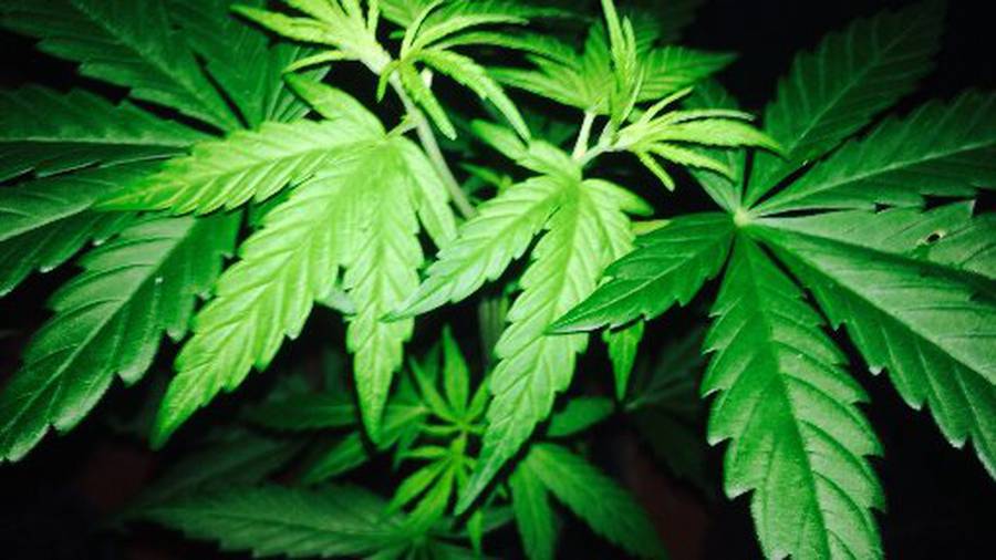 What would medical marijuana do to NZ's health system?