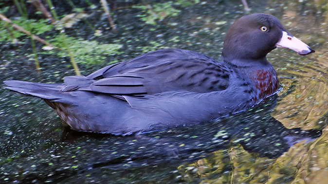 The blue duck or whio is on our $10 note and rarer than the Kiwi. (Photo \ Flickr - Bernard Spragg)