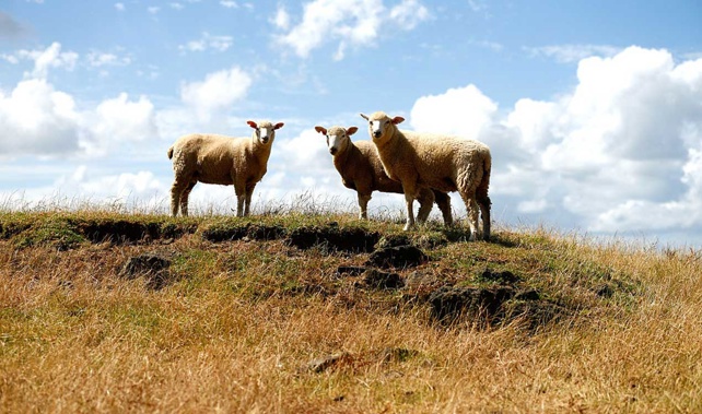 Three regions in the North Island and two on the South Island have been declared drought zones. (Photo \ Getty Images)