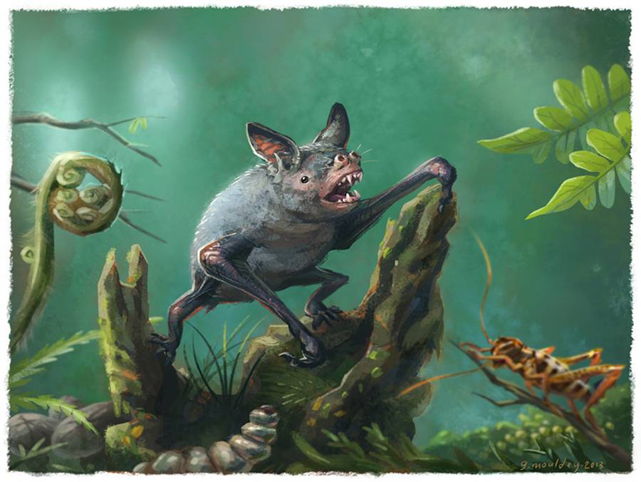 An artist's impression of the extinct native burrowing bat Mystacina robusta. The newly-discovered Vulcanops jennyworthyae bat was an ancient relative. (Illustration / Gavin Mouldey)