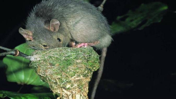 Rat tracks have been discovered on the predator-free island of Tiritiri Matangi which has prompted Department of Conservation to deploy traps and tracking dogs. (Photo: NZ Herald)