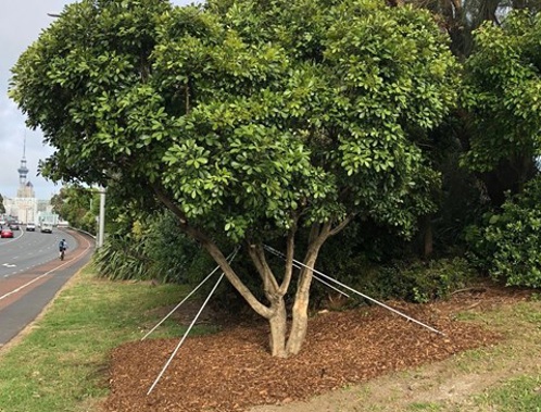 A houpara tree has been replanted in Teal Park. (Photo / Supplied)