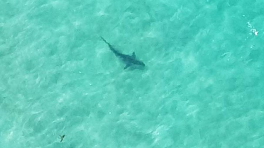 Swimmers in surf unaware a shark was cruising in the water only metres away. (Photo \ Rusty Russell)