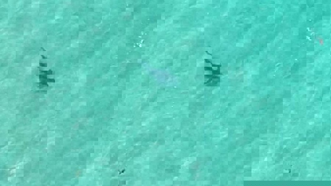 Swimmers in surf unaware a shark was cruising in the water only metres away. (Photo \ Rusty Russell)
