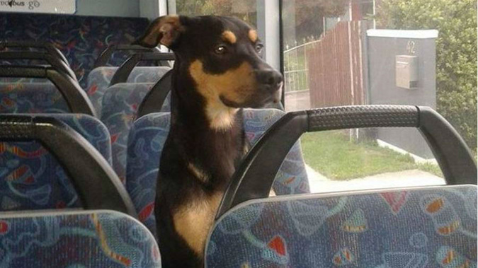 Nismo the dog hopped on the bus on Rangiora's Southbrook Rd. (Photo / Star.Kiwi)