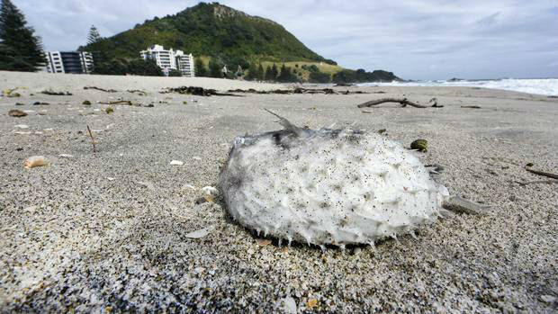 Health authorities are warning people to stay away from a school of toxic puffer fish which has washed ashore at Mount Maunganui.