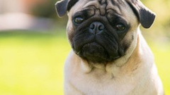 Pugs are amongst the breeds banned from sale on the site. (Photo / 123RF)