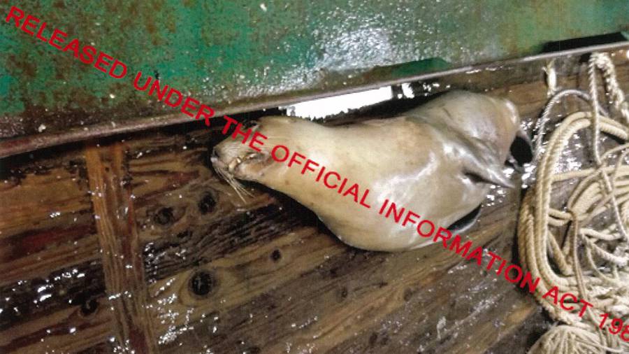 It was images like this that the fishing industry wanted to hide. (Photo / Supplied)