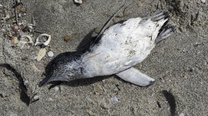 Thousands of blue penguins are dying on New Zealand's east coast, including in Northland. (Photo / NZ Herald)