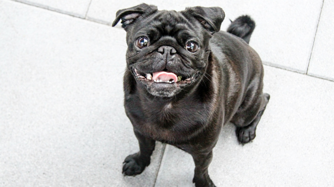 Those breeds can still be listed for adoption. (Photo \ Getty Images)