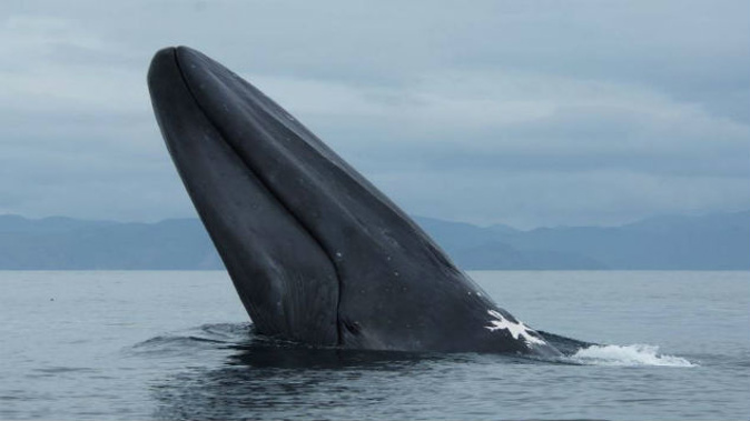 Blue whales are the world's largest animals and are critically endangered. (Photo: Washington Post)
