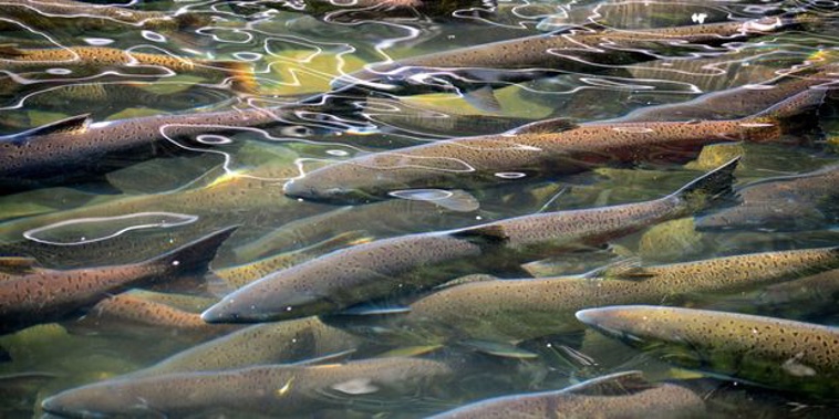 The Dunedin Community Salmon Trust has lost around $30,000 worth of salmon. (Photo: 123RF/NZ Herald)