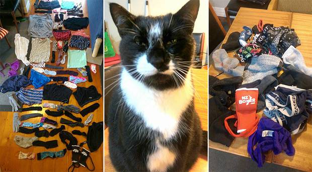 Mt Eden residents suspected a 'creepy thief' had been stealing their underwear off the clothesline. That thief was Mo the cat. (Photo / Supplied)