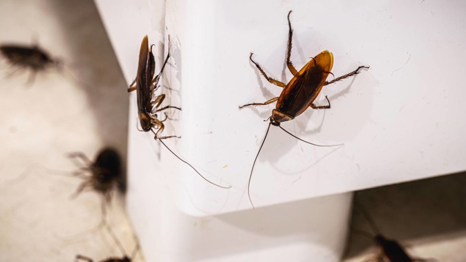 A landlord had to fumigate twice to get rid of a cockroach infestation at their rental property. (Photo / Stock Image 123rf)