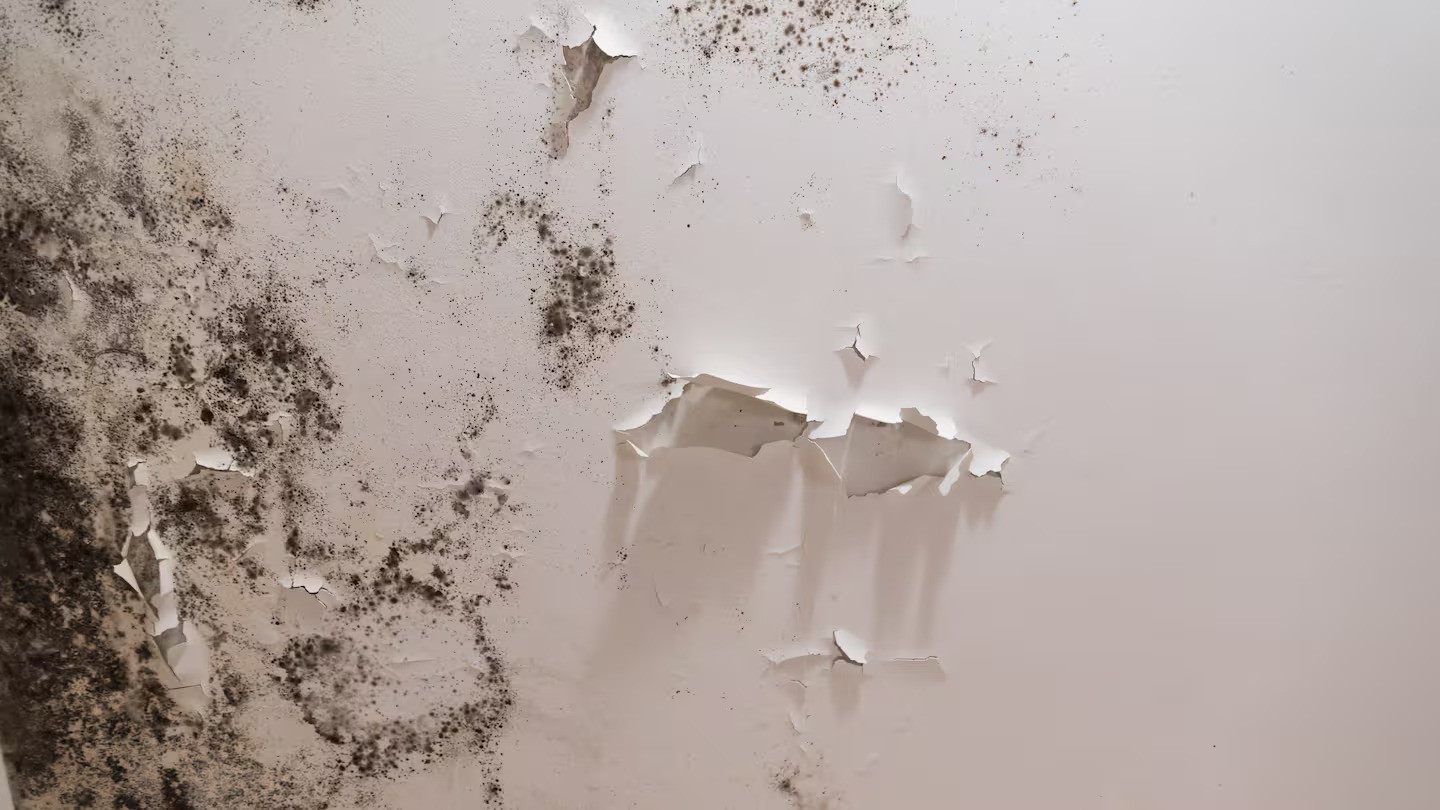 Pharmacy owner’s mouldy rental left family with scabies, rat droppings and debt