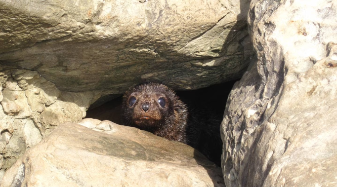 A “citizen science” project encouraging the public to report sightings of kekeno/NZ fur seals around the upper North Island has been extended into summer.