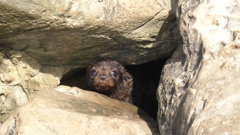 A “citizen science” project encouraging the public to report sightings of kekeno/NZ fur seals around the upper North Island has been extended into summer.