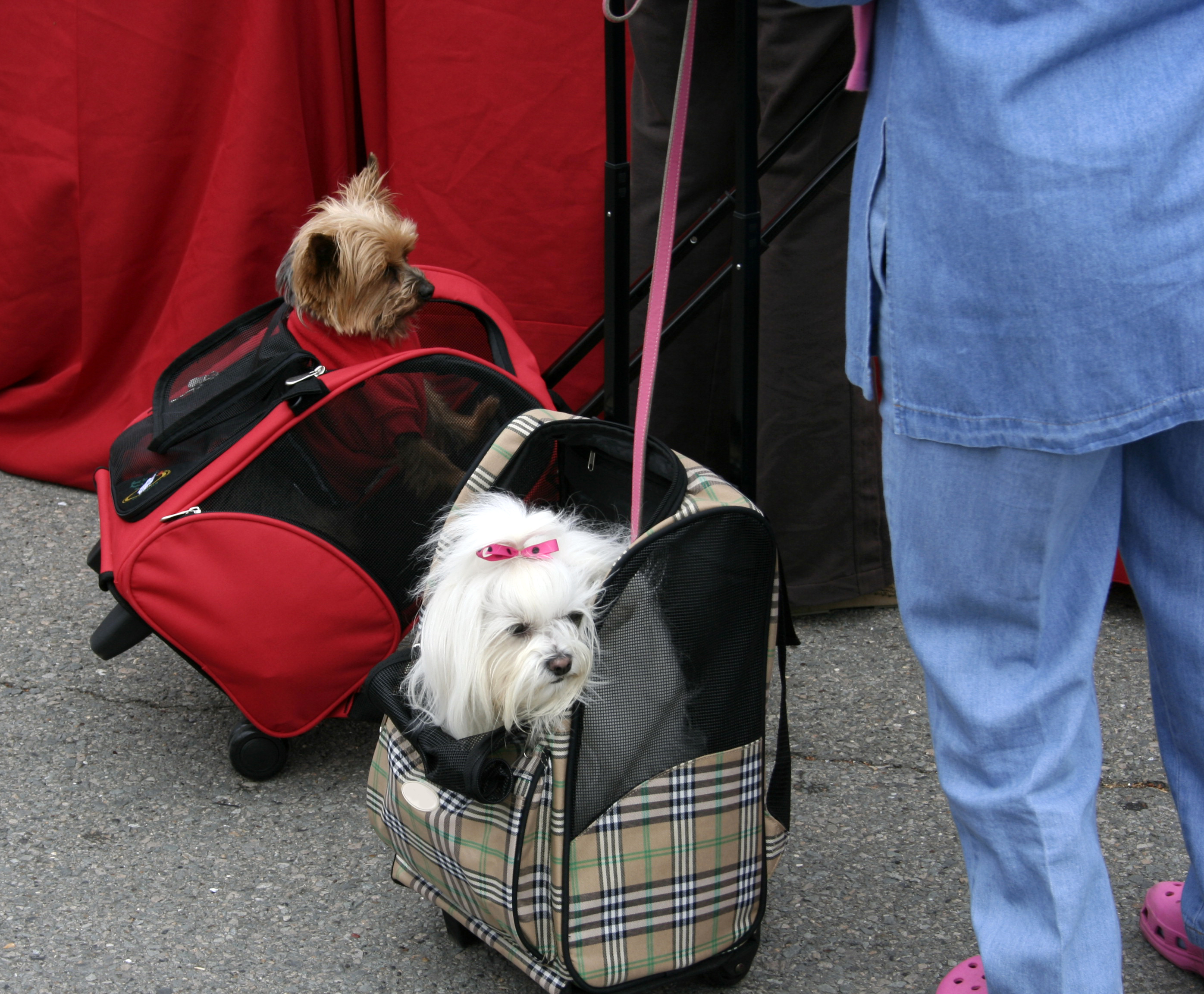 Revealed: Are 'designer dogs' more likely to show behaviour issues?