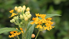 Asclepias Silky Gold. Photo / Supplied