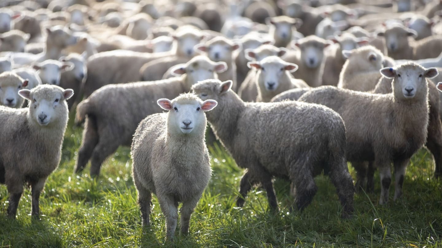 A new method of fire prevention is starting today in Christchurch’s Port Hills as the summer period nears. Photo / Michael Craig