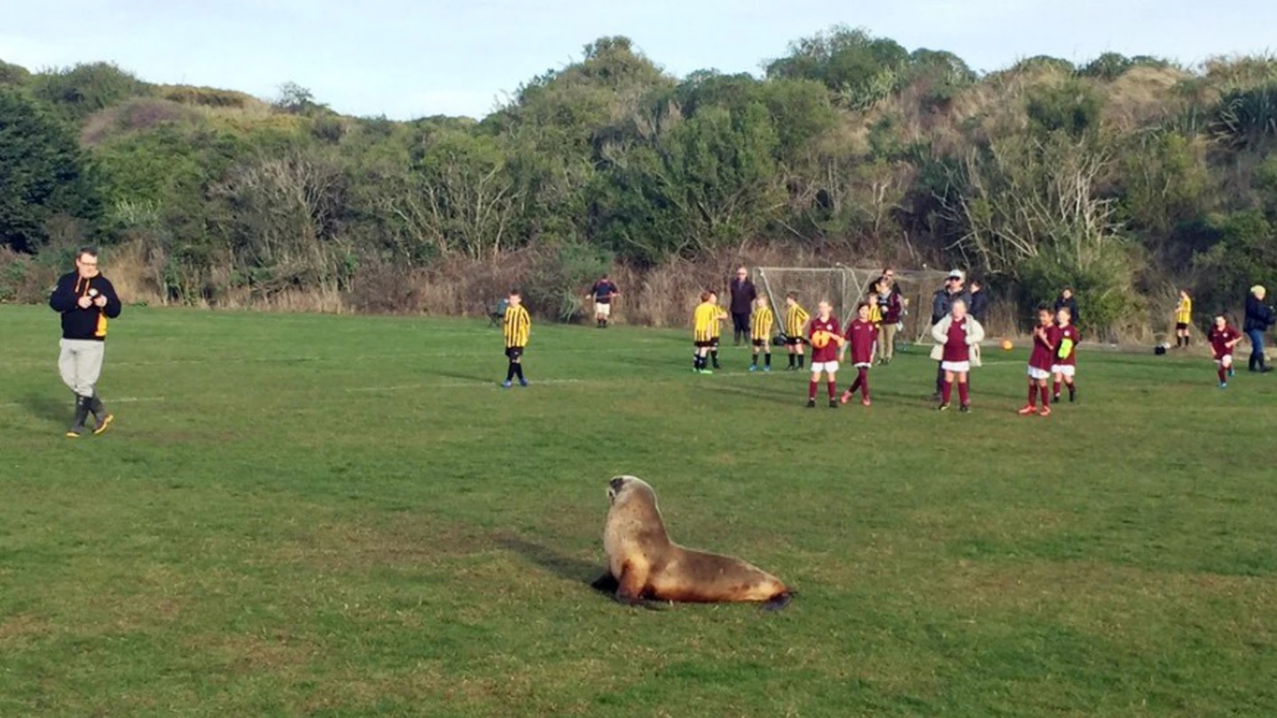 Junior football players from Grants Braes and Dunedin Technical wait patiently for a special guest to make its way to the sideline. (Photo / Bradley Scott)