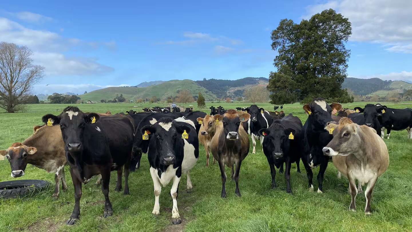 Fonterra has cut its farmgate milk price forecast for the current season. Photo / Rowena Duncum
