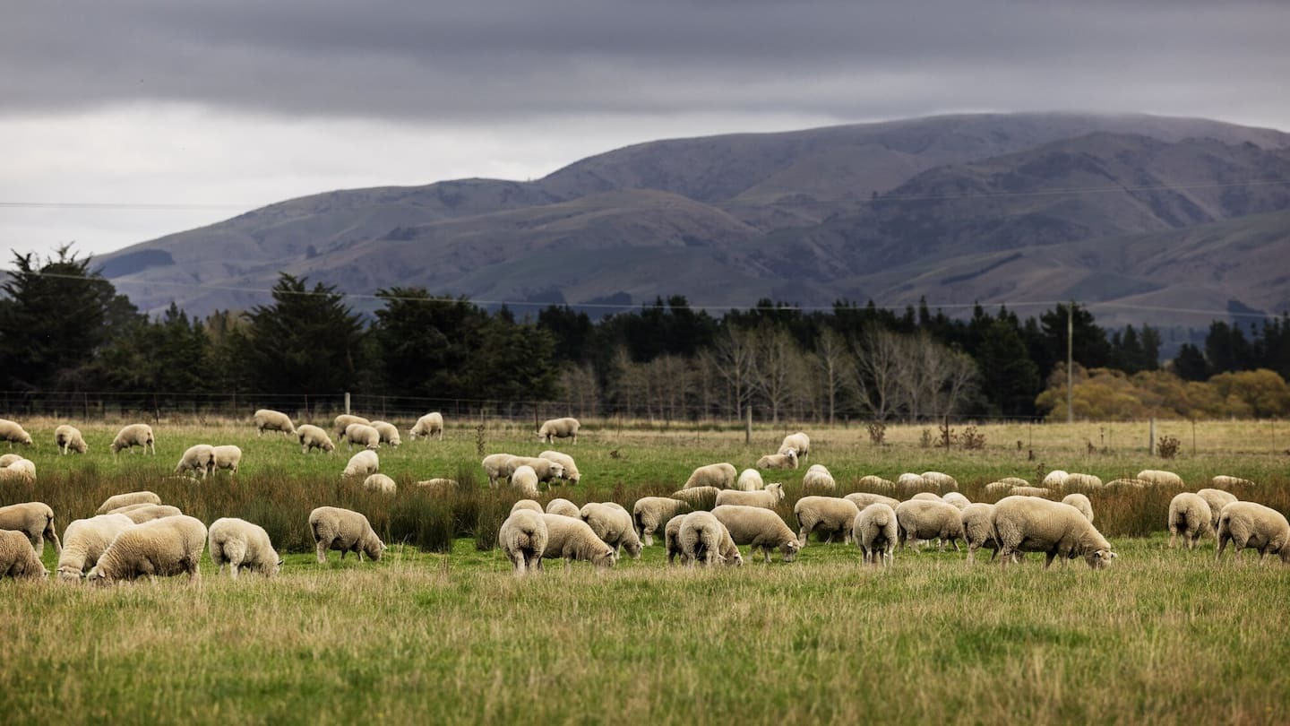 Ngāi Tahu’s area of interest covers most of the South Island, including two-thirds of the country’s conservation estate. Photo / Mike Scott