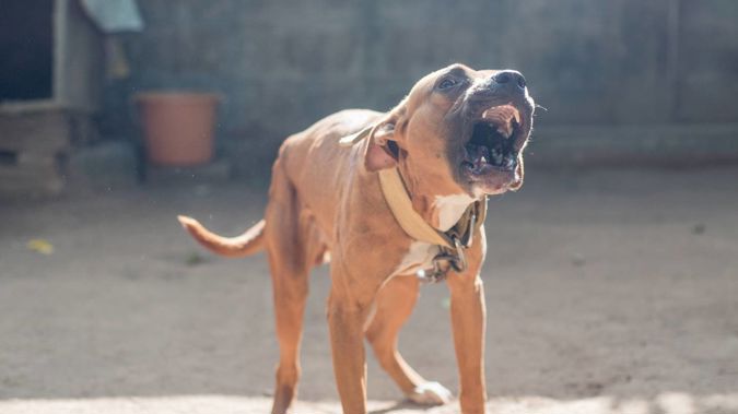 The wife managed to stop the second attack by stabbing the pit bull to death with a kitchen knife. (Photo / 123RF)