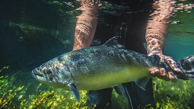 NZ King Salmon has gone into a trading halt pending an announcement. (Photo / Supplied)