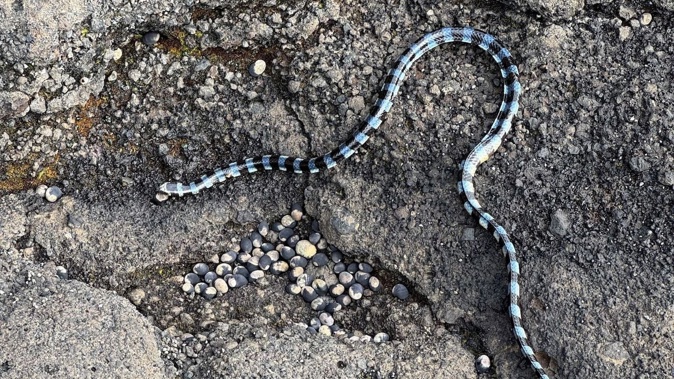 A member of the public spotted a krait snake while walking his dog earlier this week. Photo / Department of Conservation