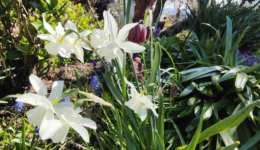 Ruud Kleinpaste: Spring Colours, Foliage and Patterns