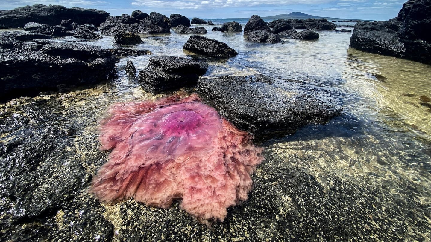 Lion’s Mane (Cyanea Rosea) Are The Largest Species Of Jellyfish Seen In New Zealand’s Waters. Photo / Alex Robertson