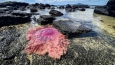 Toxic tourist: Jellyfish warning for Auckland’s coast as waters warm up