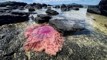 Toxic tourist: Jellyfish warning for Auckland’s coast as waters warm up