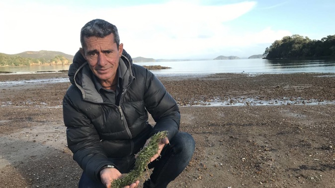 Rawhiti's Rana Rewha at Omakiwi Cove with caulerpa washed up on the beach. Photo / Susan Botting