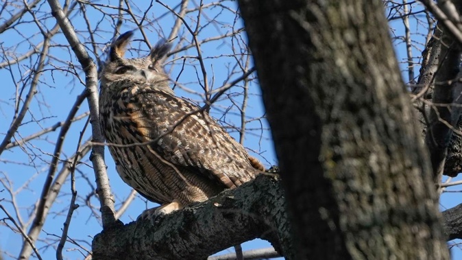 Flaco, the Eurasian eagle-owl who escaped from New York City’s Central Park Zoo and became one of the city’s most beloved celebrities as he flew around Manhattan, has died, zoo officials announced on February 23. (AP Photo/Seth Wenig, File)