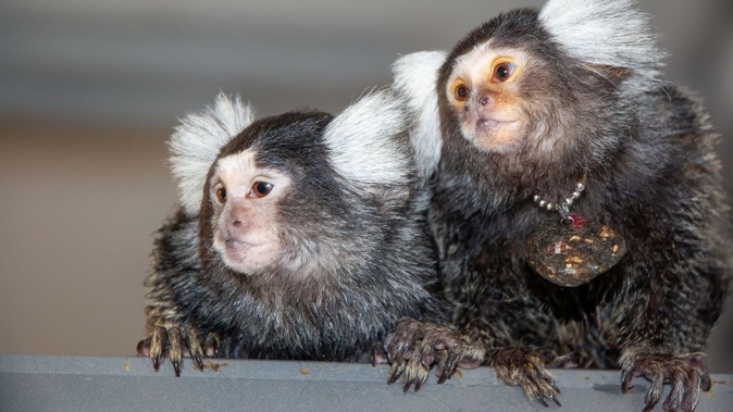Researchers analysed the “phee calls” between pairs of marmoset monkeys and found that they give each other names. This mother and daughter marmoset were given the names Bhumi and Belle by humans. Photo / David Omer