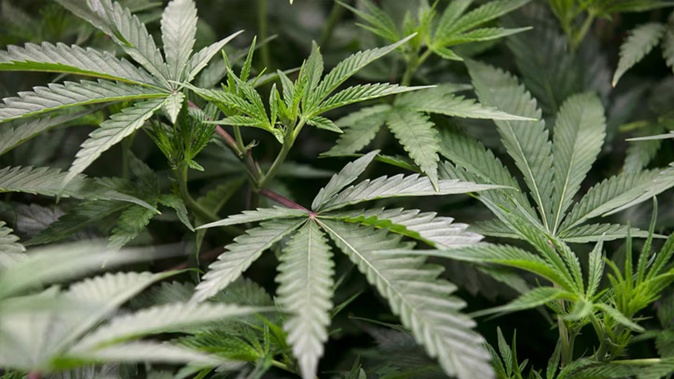 Police raided one of Michael Heron’s North Canterbury properties in September 2020, shutting down a “commercial-scale” hydroponic cannabis-growing operation. Photo / Stock image