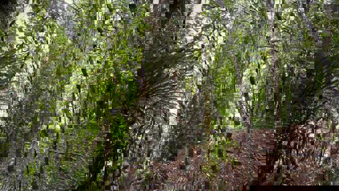Kauri on Clark Bush Track in the Waitakere Ranges. (Photo \ Michael Craig)