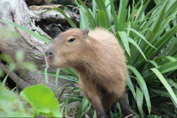 Pepe the capybara is Wellington Zoo's most eligible bachelor at the moment. (Photo / Wellington Zoo)