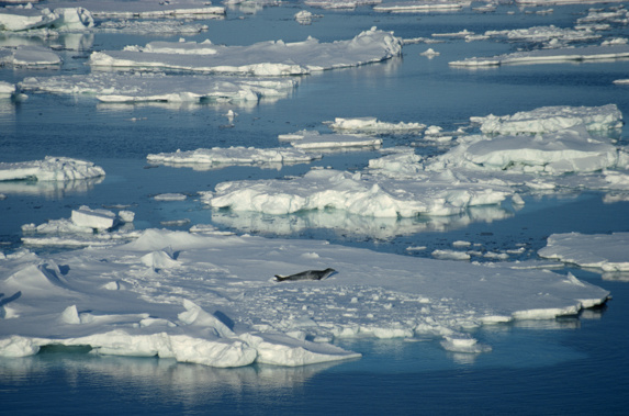 The Ross Sea Region MPA is six times the size of New Zealand. (Photo/ Getty)