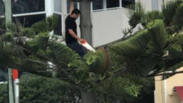 John Visser took matters into his own hands sending a cafe worker up the tree with a handsaw. (Photo \ Darrell Latham)
