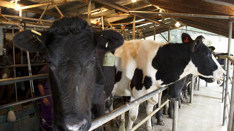 Fonterra has invested $800m in establishing dairy farms in China which have recorded steady losses. (Photo/ NZ Herald)